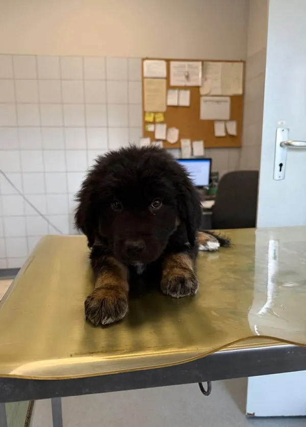 Znaleziono psa, Lublin, 1 kwietnia 2026