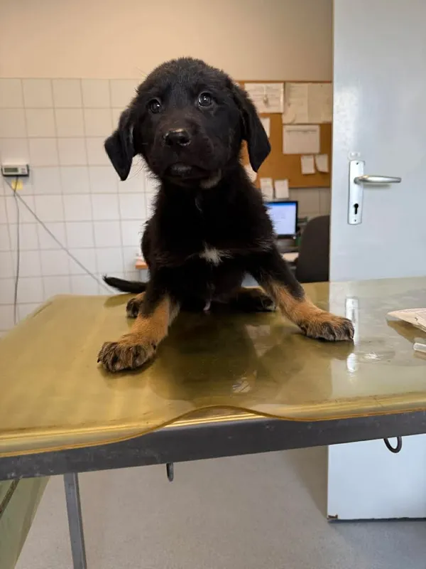 Znaleziono psa, Lublin, 1 kwietnia 2026