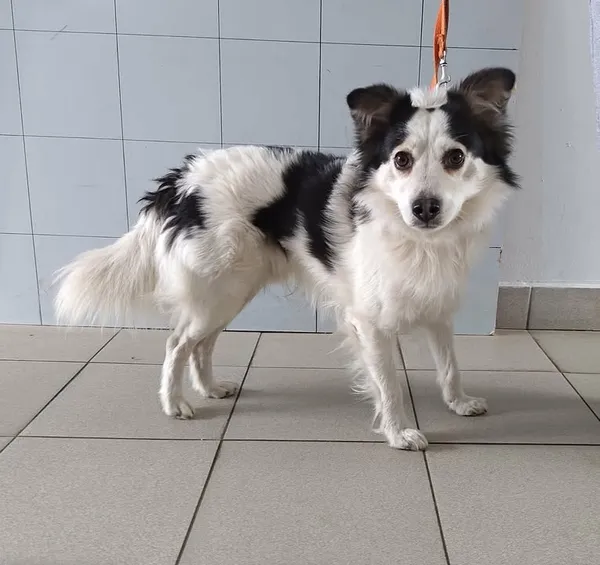 Znaleziono psa, Lublin, 2 kwietnia 2026