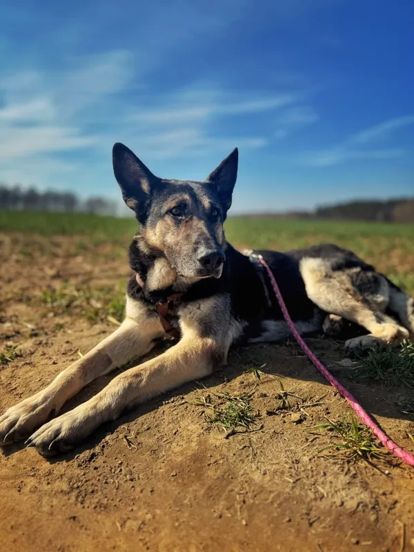 Pies do adopcji, Dłużyna Górna, 2 kwietnia 2026 (1/5)