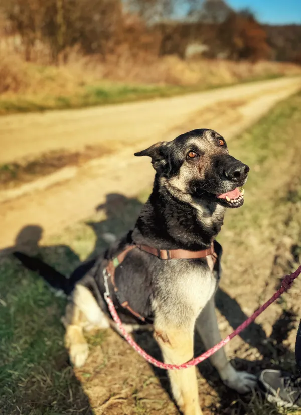 Pies do adopcji, Dłużyna Górna, 2 kwietnia 2026 (2/5)