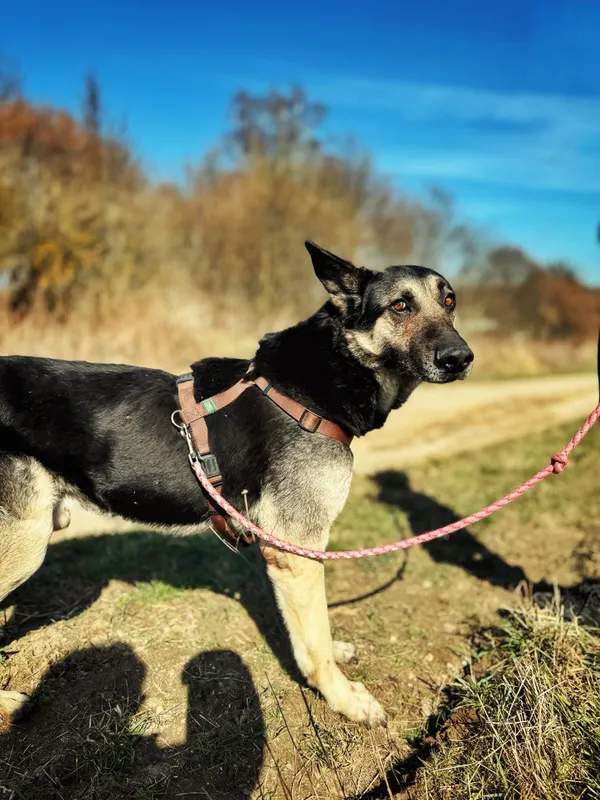 Pies do adopcji, Dłużyna Górna, 2 kwietnia 2026 (3/5)