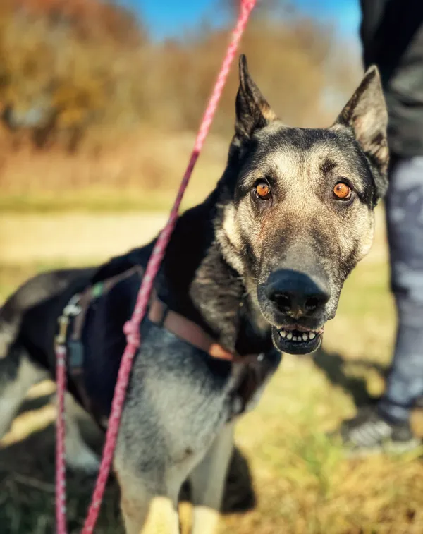 Pies do adopcji, Dłużyna Górna, 2 kwietnia 2026 (4/5)