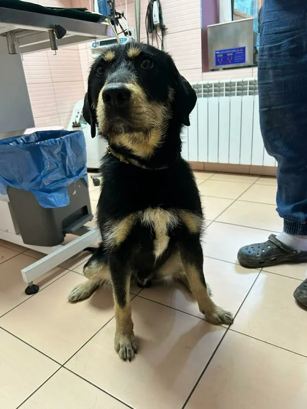 Pies do adopcji, Zgierz, 2 kwietnia 2026