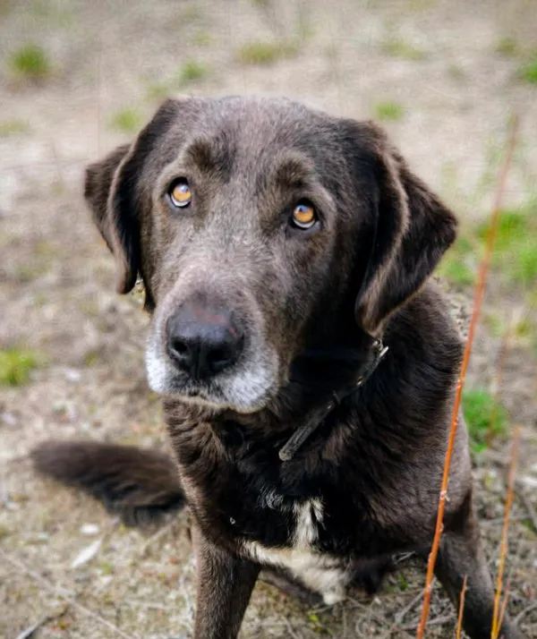 Pies do adopcji, Zgierz, 2 kwietnia 2026 (1/5)