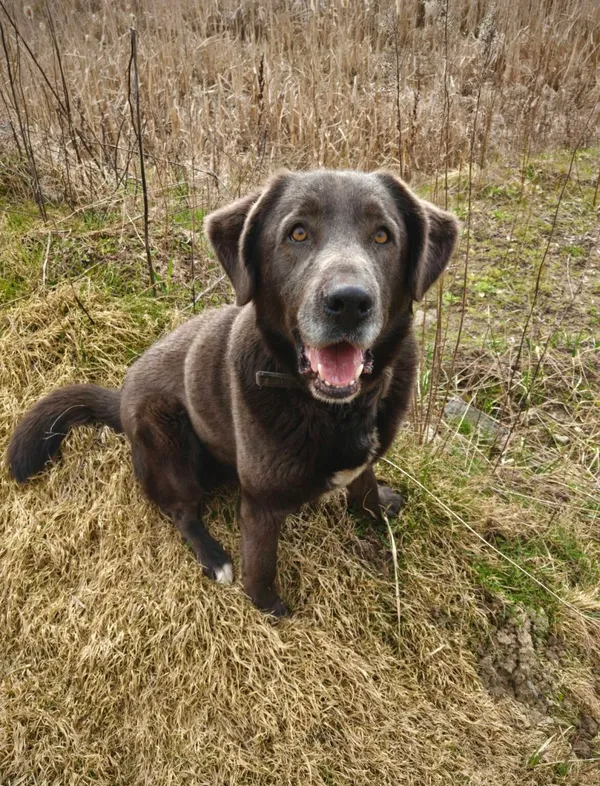 Pies do adopcji, Zgierz, 2 kwietnia 2026 (2/5)