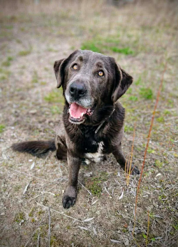 Pies do adopcji, Zgierz, 2 kwietnia 2026 (3/5)