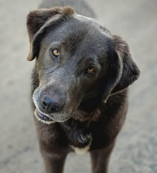 Pies do adopcji, Zgierz, 2 kwietnia 2026 (5/5)