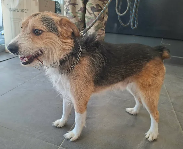 Znaleziono psa, Olsztyn, 2 kwietnia 2026