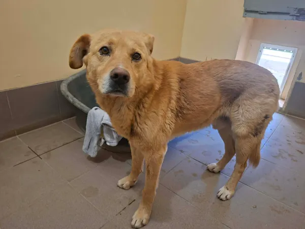 Znaleziono psa, Olsztyn, 2 kwietnia 2026