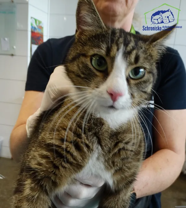 Znaleziono kota, Szczecin, 2 kwietnia 2026
