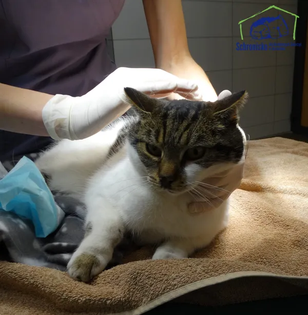 Znaleziono kota, Szczecin, 1 kwietnia 2026