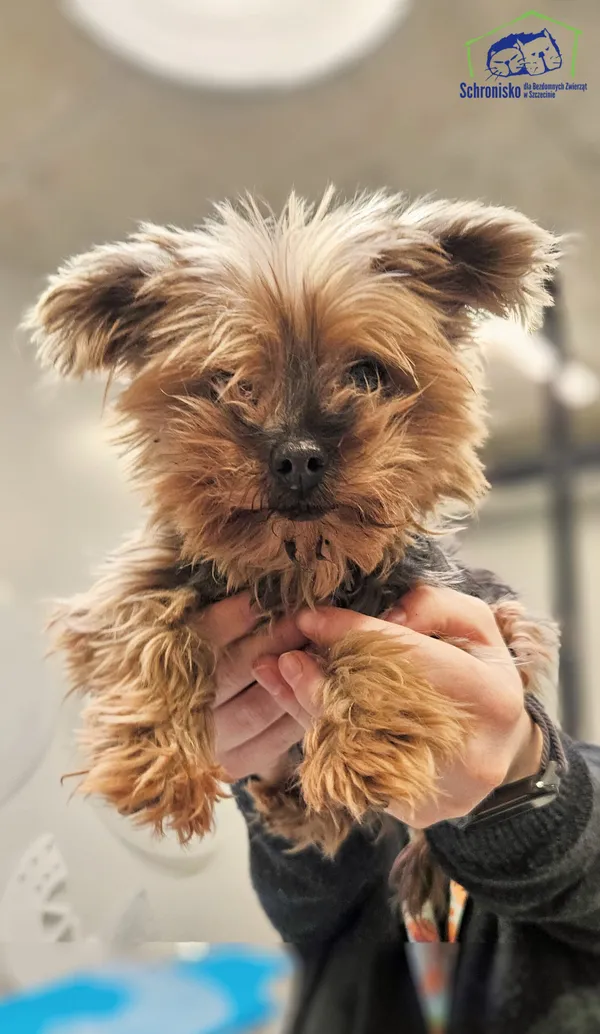 Znaleziono psa, Szczecin, 2 kwietnia 2026 (1/2)