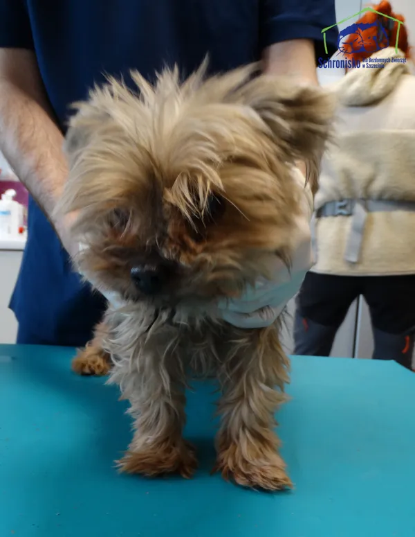 Znaleziono psa, Szczecin, 2 kwietnia 2026 (2/2)