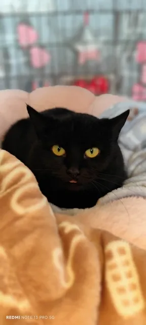 Kot do adopcji, Piła, 3 listopada 2025