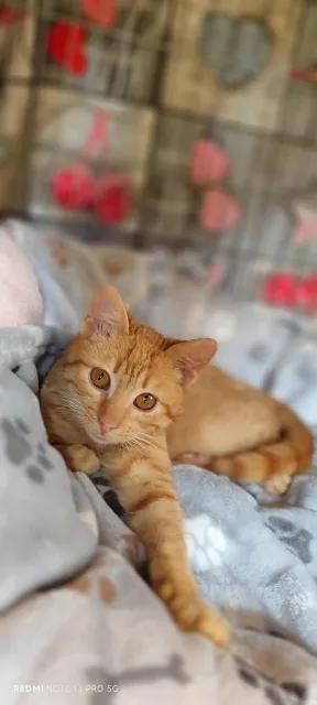 Kot do adopcji, Piła, 7 marca 2026 (2/3)