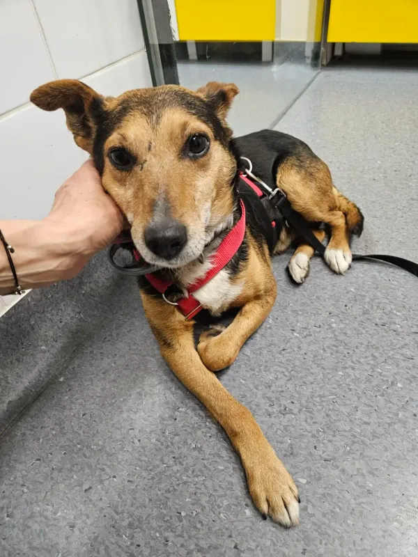 Pies do adopcji, Milanówek, 4 kwietnia 2026 (1/5)