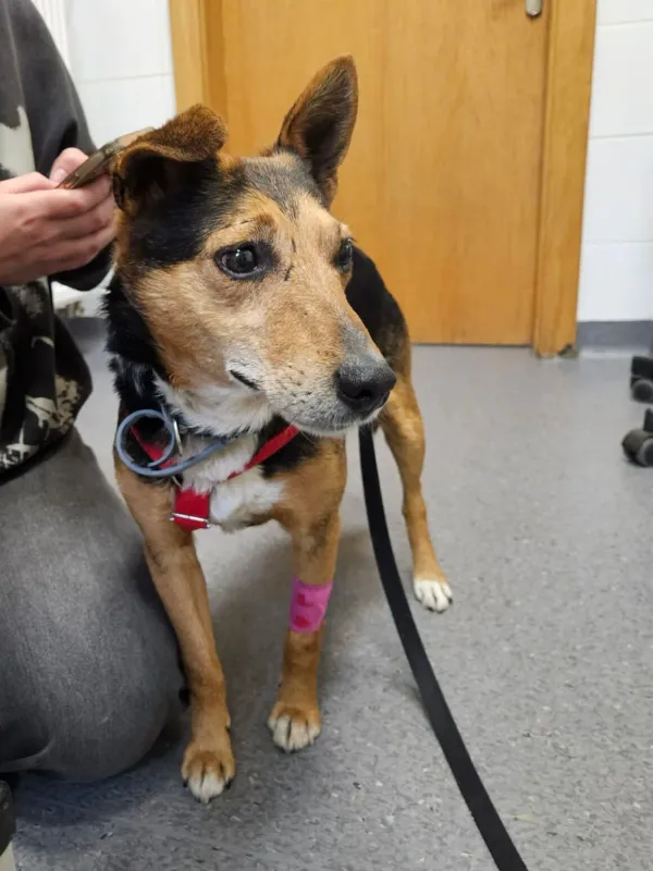 Pies do adopcji, Milanówek, 4 kwietnia 2026 (2/5)