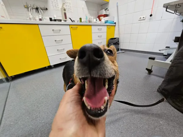 Pies do adopcji, Milanówek, 21 kwietnia 2026 (3/5)