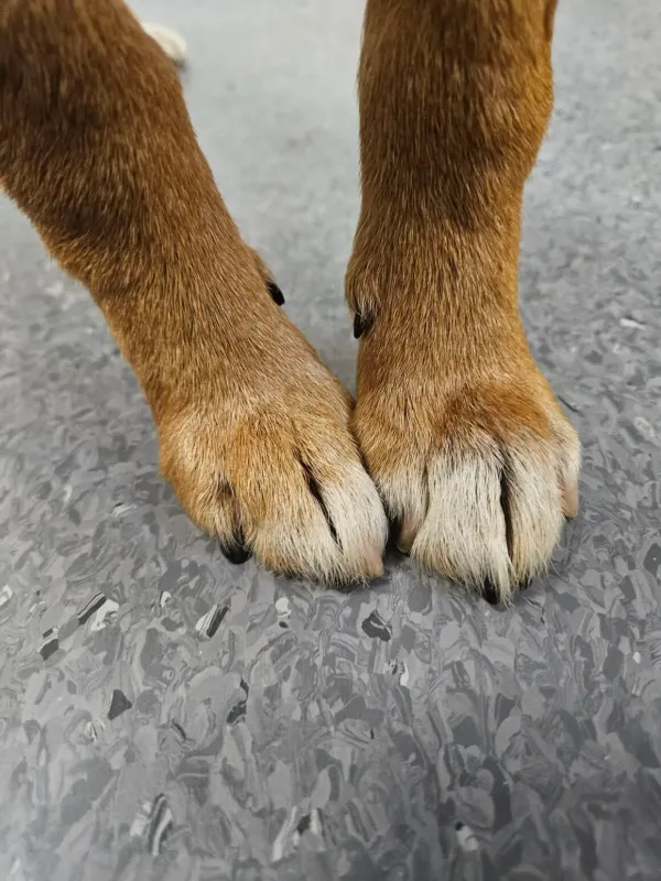 Pies do adopcji, Milanówek, 21 kwietnia 2026 (4/5)