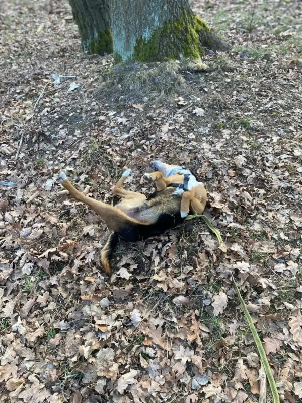 Pies do adopcji, Milanówek, 21 kwietnia 2026 (5/5)