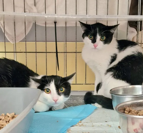 Kot do adopcji, Wrocław, 29 marca 2026