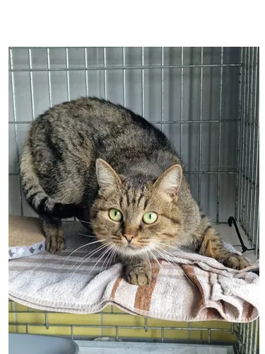 Kot do adopcji, Wrocław, 12 marca 2026