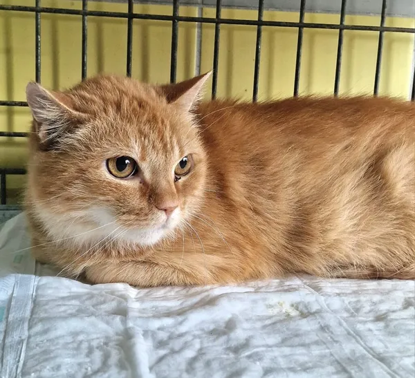 Kot do adopcji, Wrocław, 3 marca 2026