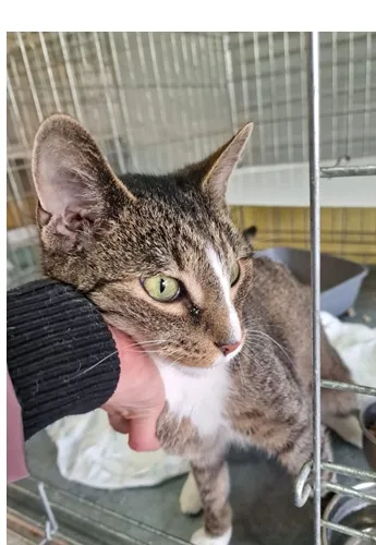 Kot do adopcji, Wrocław, 3 marca 2026