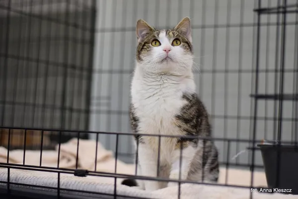 Znaleziono kota, Toruń, 11 marca 2026