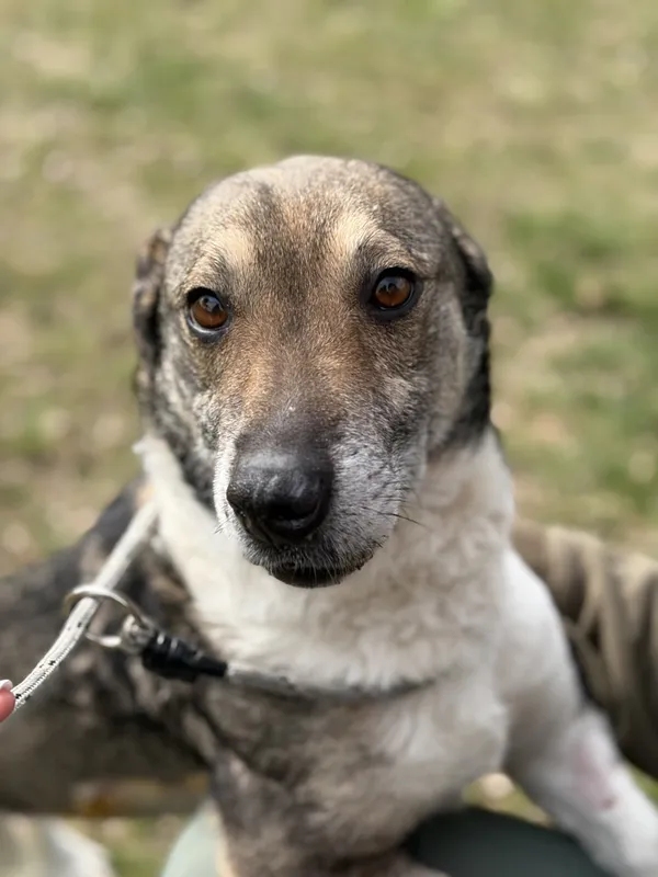 Pies do adopcji, Bełchatów, 16 lutego 2026 (1/5)