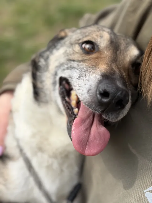 Pies do adopcji, Bełchatów, 16 lutego 2026 (2/5)