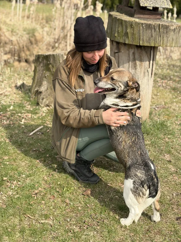 Pies do adopcji, Bełchatów, 16 lutego 2026 (3/5)