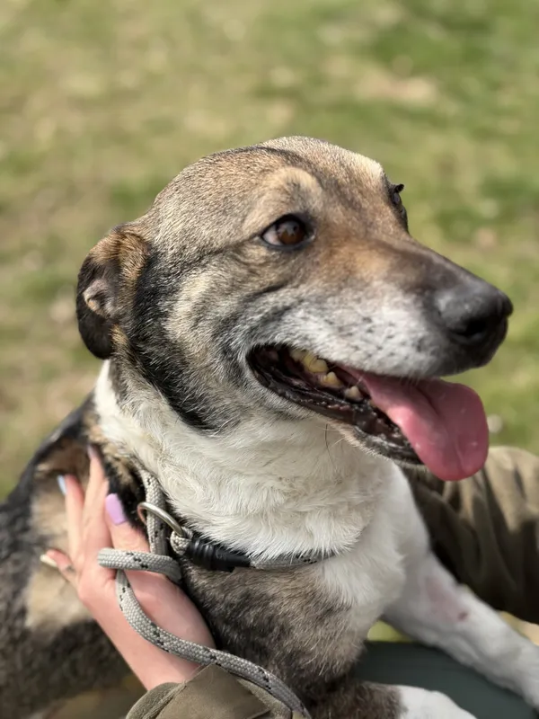 Pies do adopcji, Bełchatów, 16 lutego 2026 (4/5)