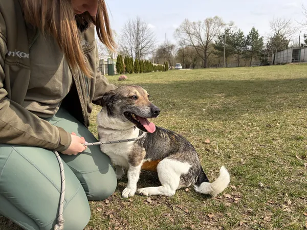 Pies do adopcji, Bełchatów, 16 lutego 2026 (5/5)