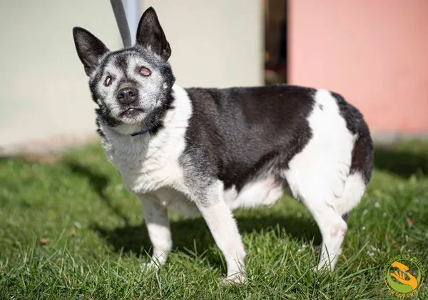 Znaleziono psa, Skałowo, 2 kwietnia 2026 (1/3)