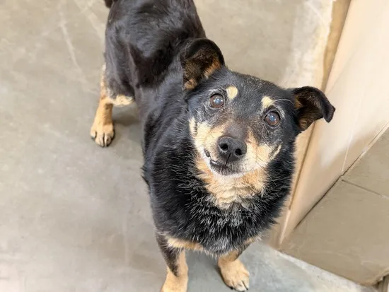 Pies do adopcji, Kraków, 18 marca 2026