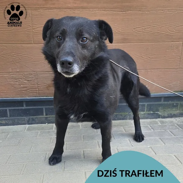 Znaleziono psa, Gdynia, 31 marca 2026