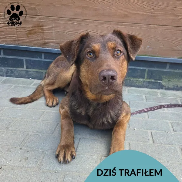 Znaleziono psa, Gdynia, 31 marca 2026