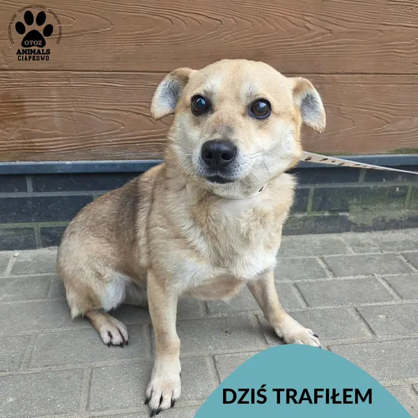 Znaleziono psa, Gdynia, 31 marca 2026