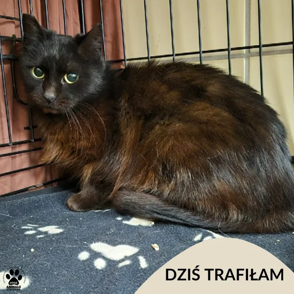 Znaleziono kota, Gdynia, 27 marca 2026