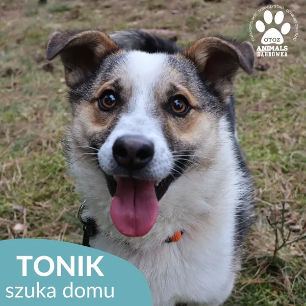 Pies do adopcji, Dąbrówka, 2 kwietnia 2026 (1/4)