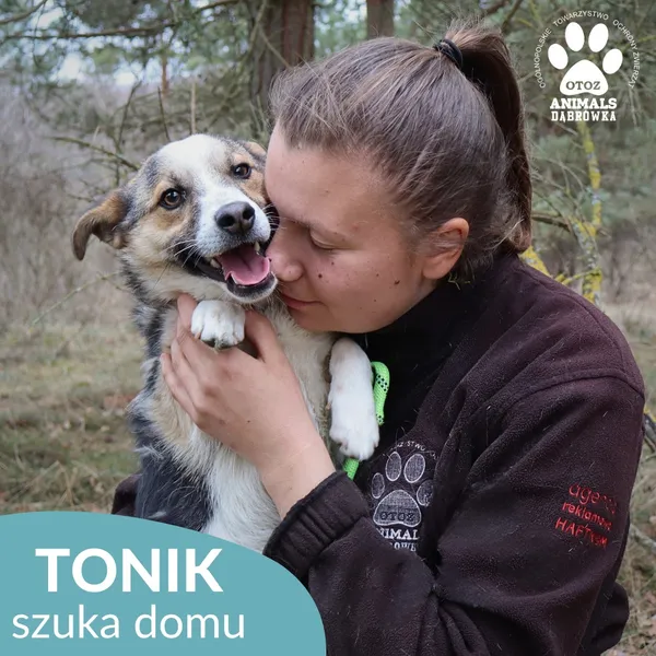 Pies do adopcji, Dąbrówka, 2 kwietnia 2026 (2/4)