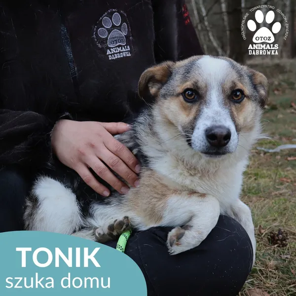 Pies do adopcji, Dąbrówka, 2 kwietnia 2026 (3/4)