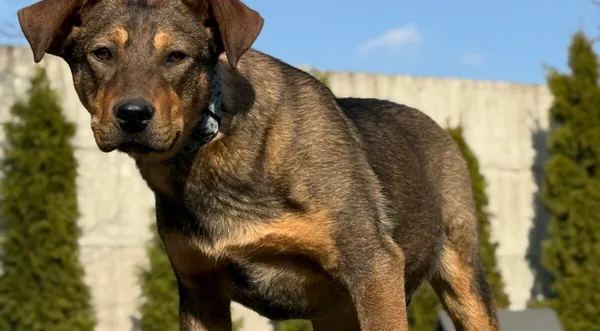 Pies do adopcji, Pieczyska, 2 kwietnia 2026 (1/5)