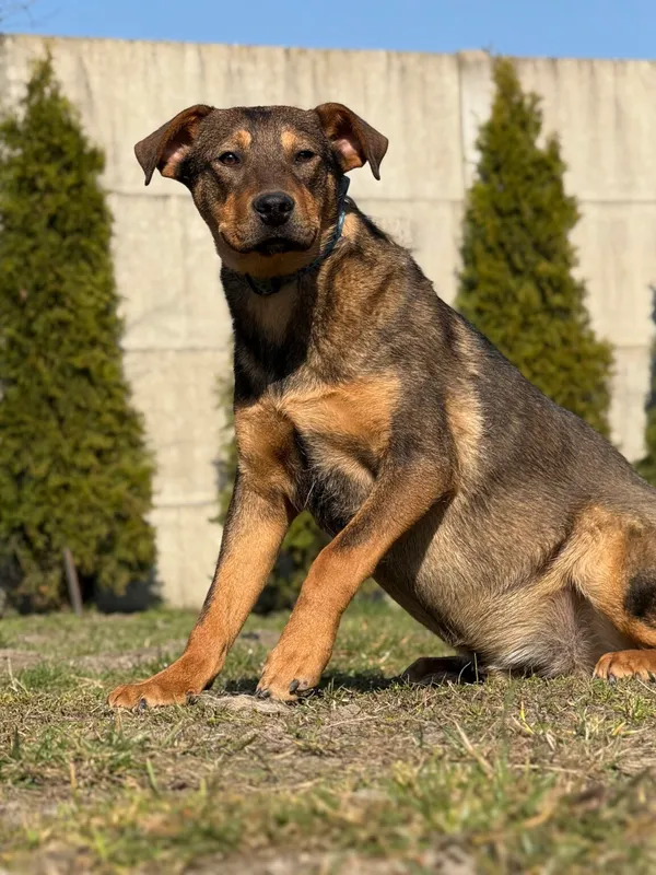 Pies do adopcji, Pieczyska, 2 kwietnia 2026 (3/5)