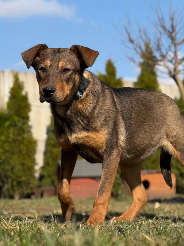 Pies do adopcji, Pieczyska, 2 kwietnia 2026 (4/5)