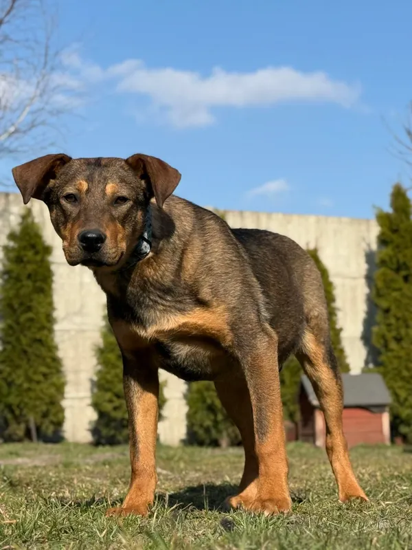 Pies do adopcji, Pieczyska, 2 kwietnia 2026 (5/5)