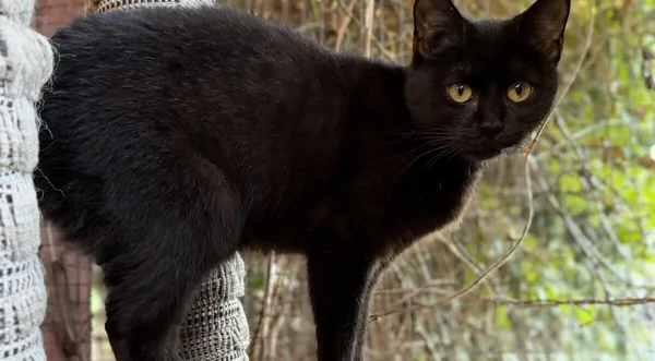 Pies do adopcji, Pieczyska, 2 kwietnia 2026 (1/5)