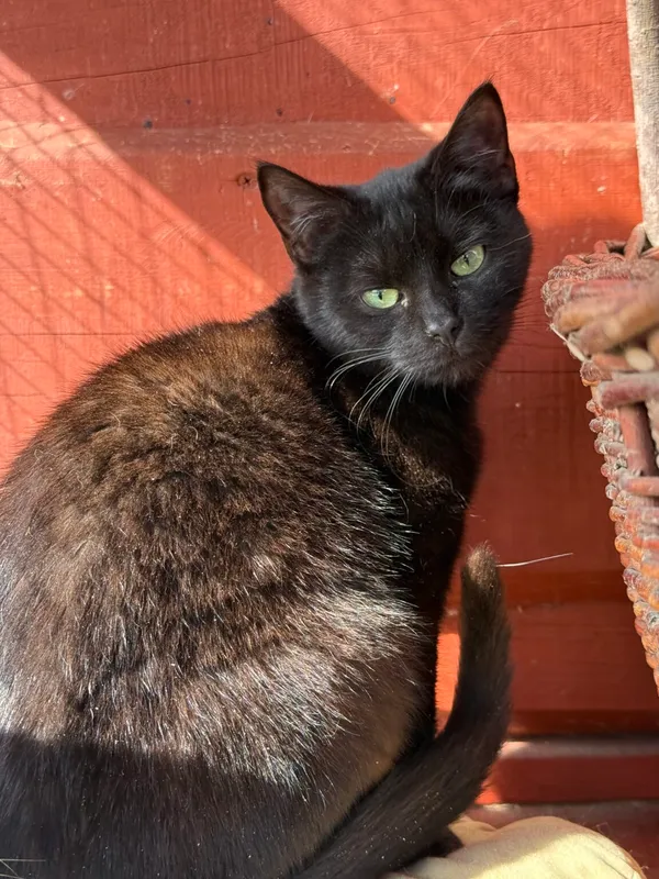 Pies do adopcji, Pieczyska, 2 kwietnia 2026 (2/5)